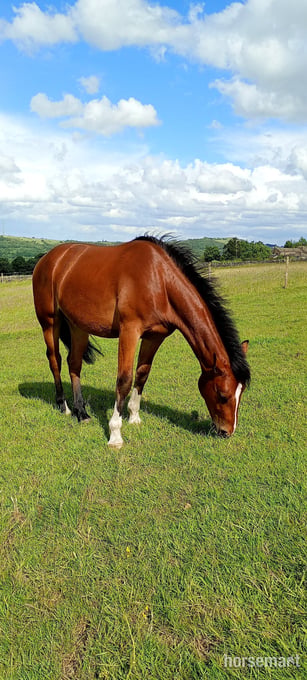 "Dylasau Herald Hero (Ronni)" Bright Bay Gelding Youngstock / Foal