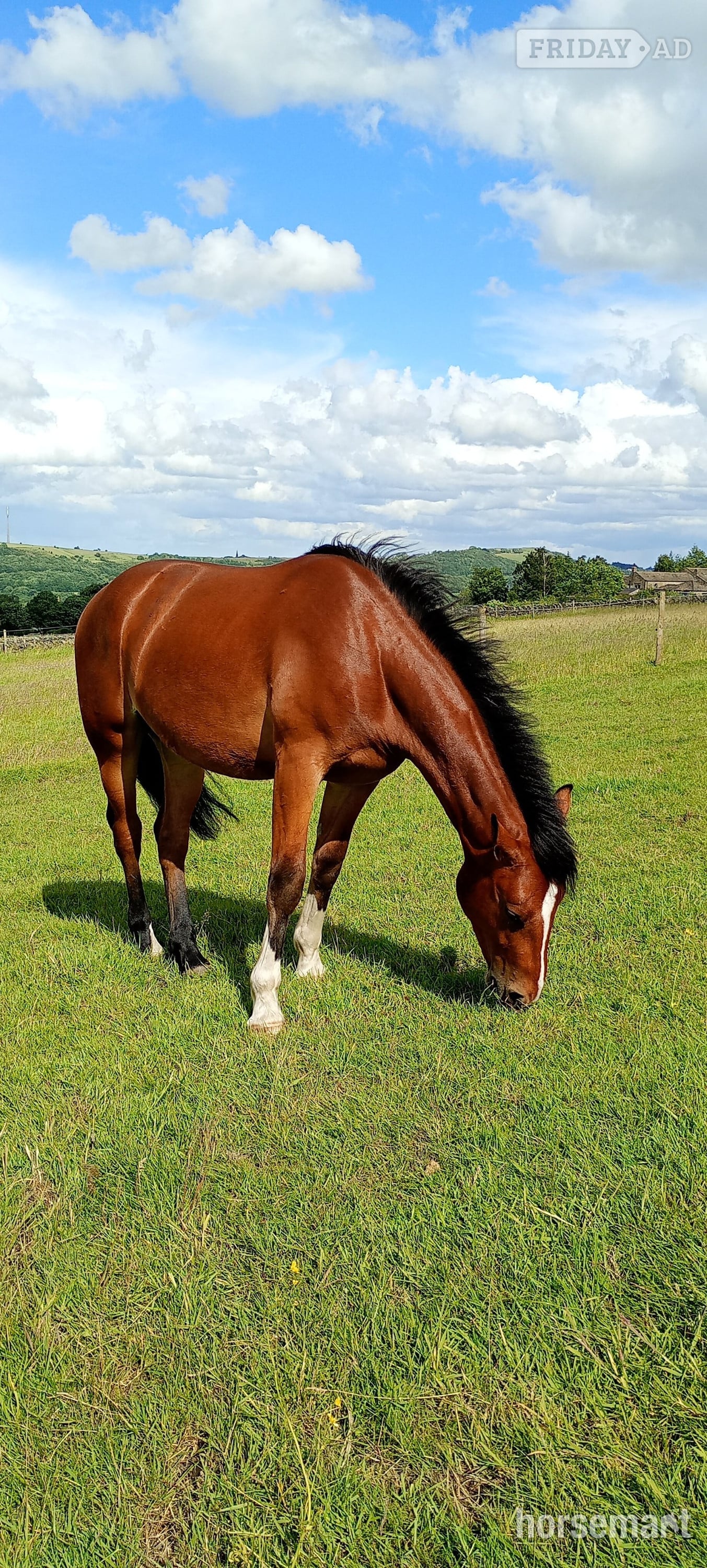 "Dylasau Herald Hero (Ronni)" Bright Bay Gelding Youngstock / Foal in Huddersfield