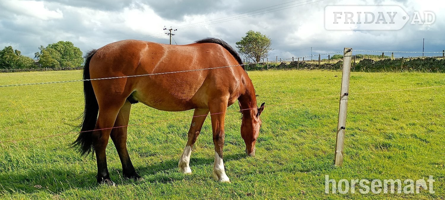 "Dylasau Herald Hero (Ronni)" Bright Bay Gelding Youngstock / Foal