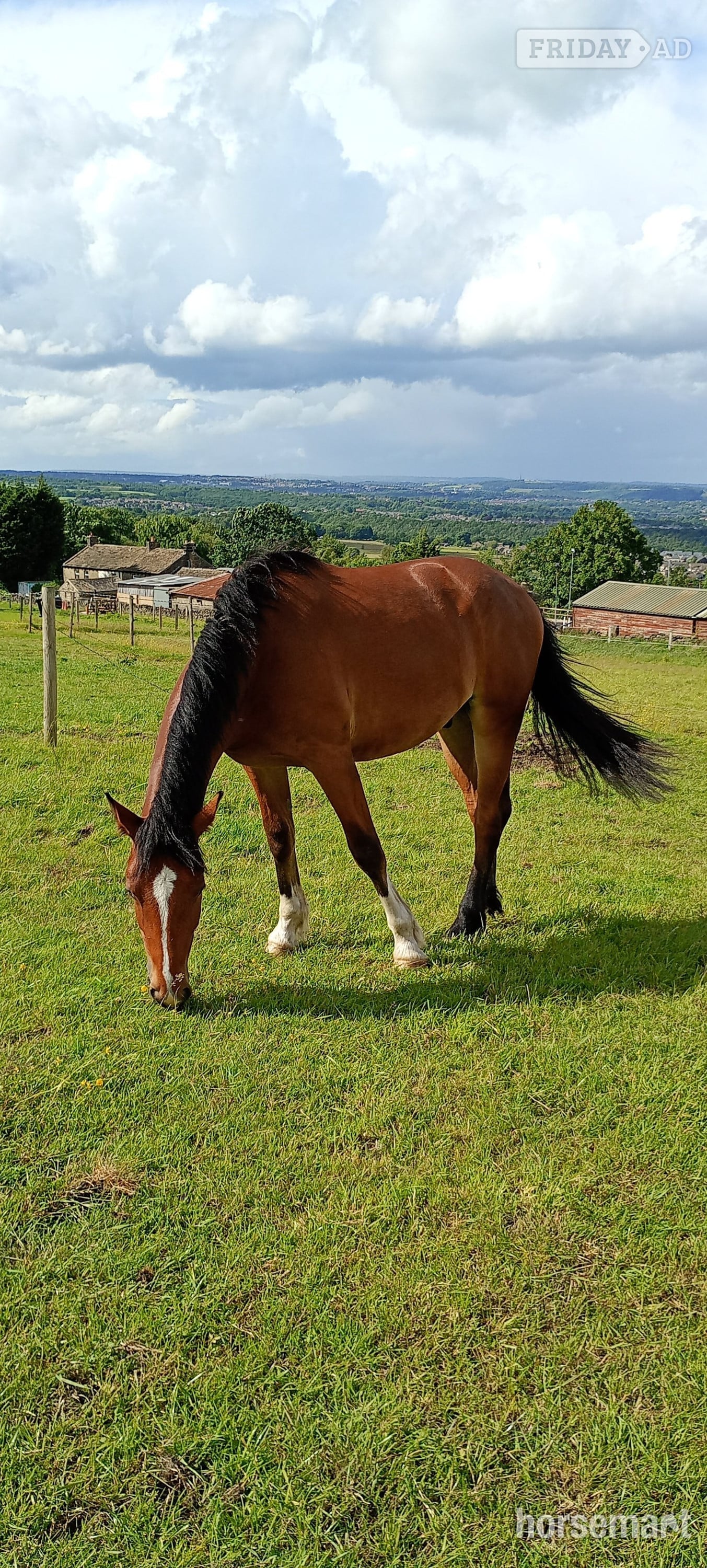 Huddersfield "Dylasau Herald Hero (Ronni)" Bright Bay Gelding Youngstock / Foal
