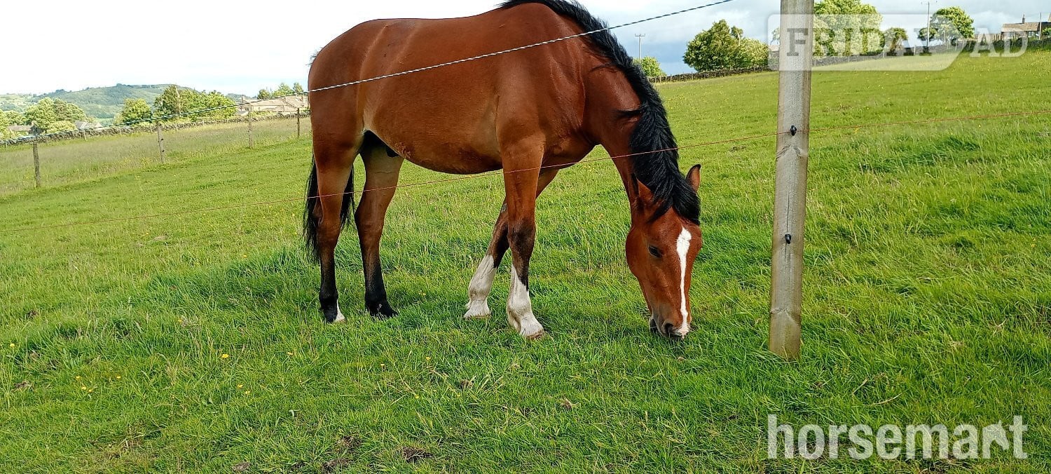 "Dylasau Herald Hero (Ronni)" Bright Bay Gelding Youngstock / Foal - Horses