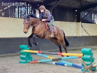 "Finn" Bay Gelding All Rounder