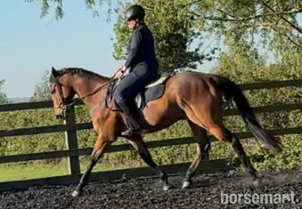 "Magic " Bay Gelding Ex Racehorse