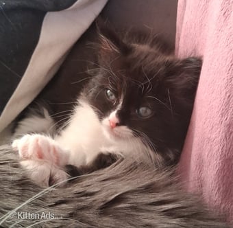 Ragdoll x Kittens