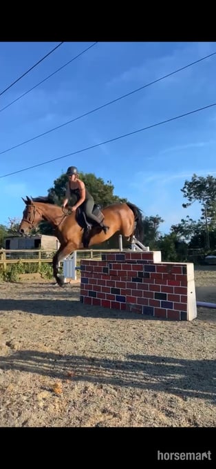 "Special " Bay Mare All Rounder