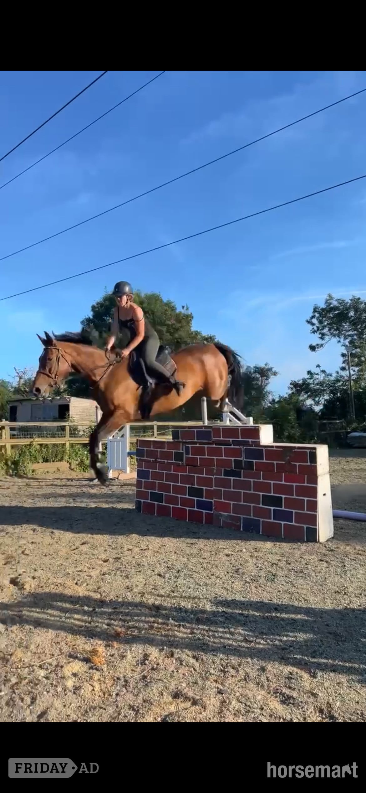 "Special " Bay Mare All Rounder in Sandwich