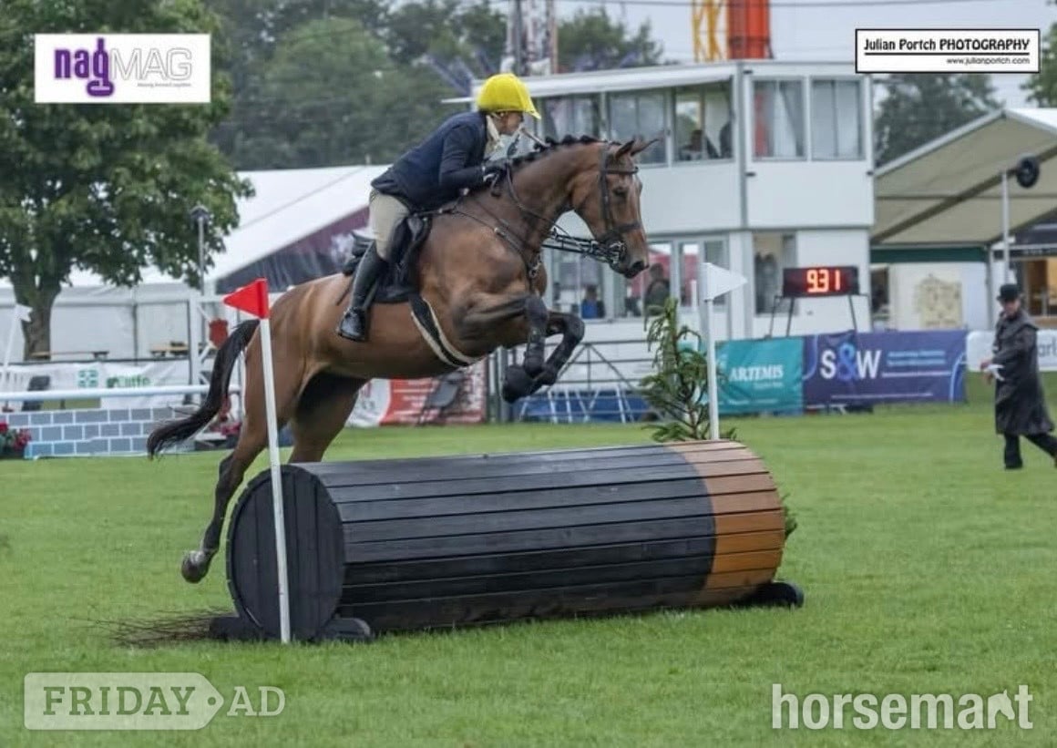"Special " Bay Mare All Rounder