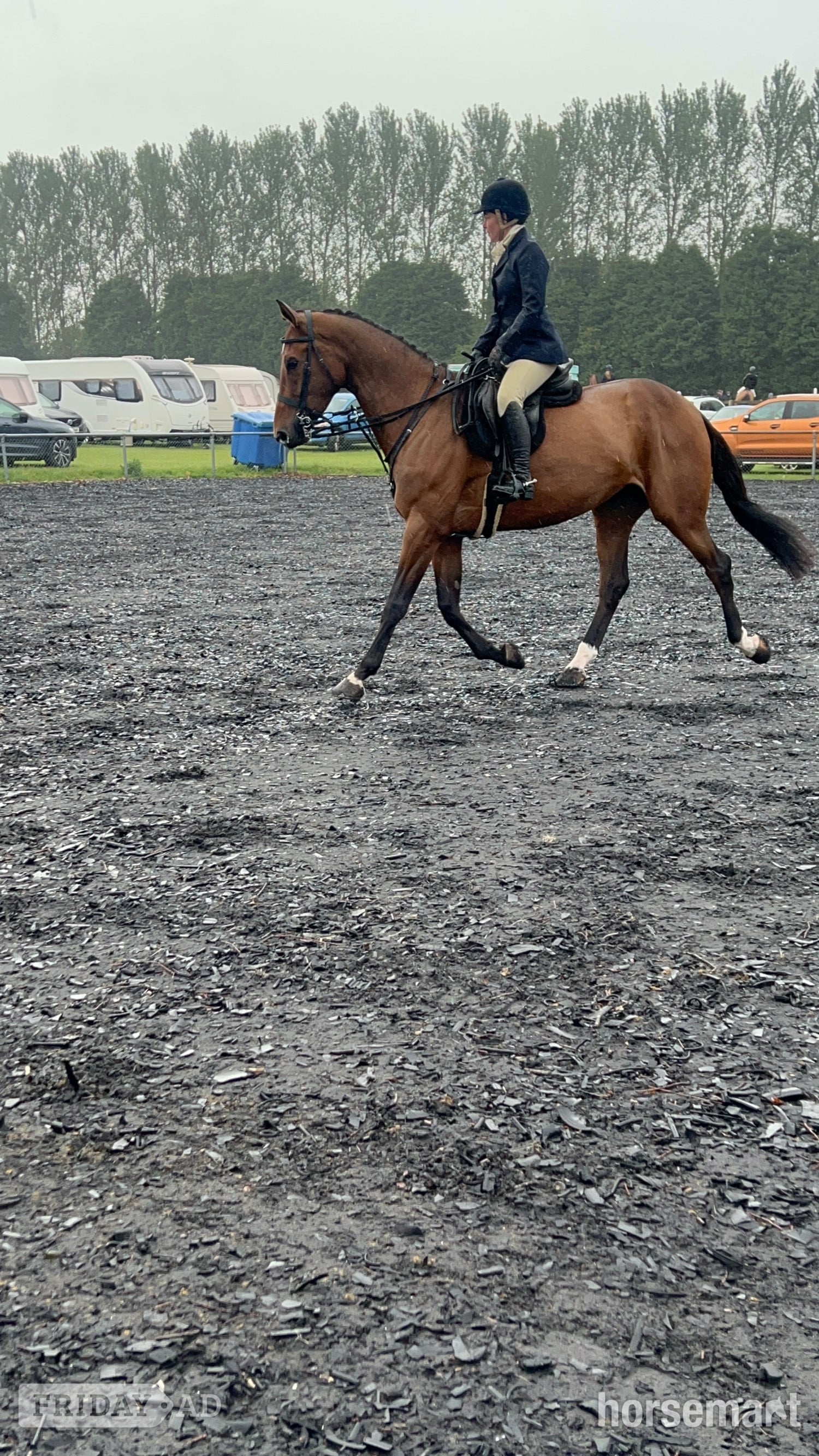 Sandwich "Special " Bay Mare All Rounder