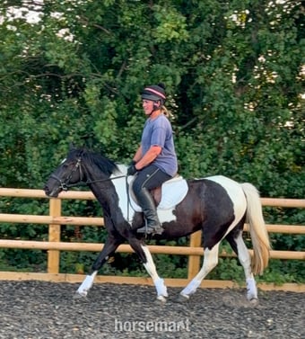 "Daisy" Tobiano Mare All Rounder