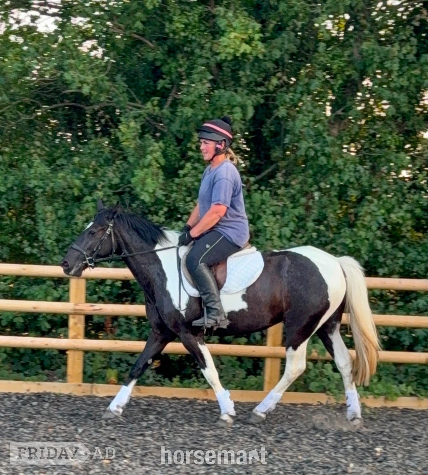 "Daisy" Tobiano Mare All Rounder in Wolverhampton