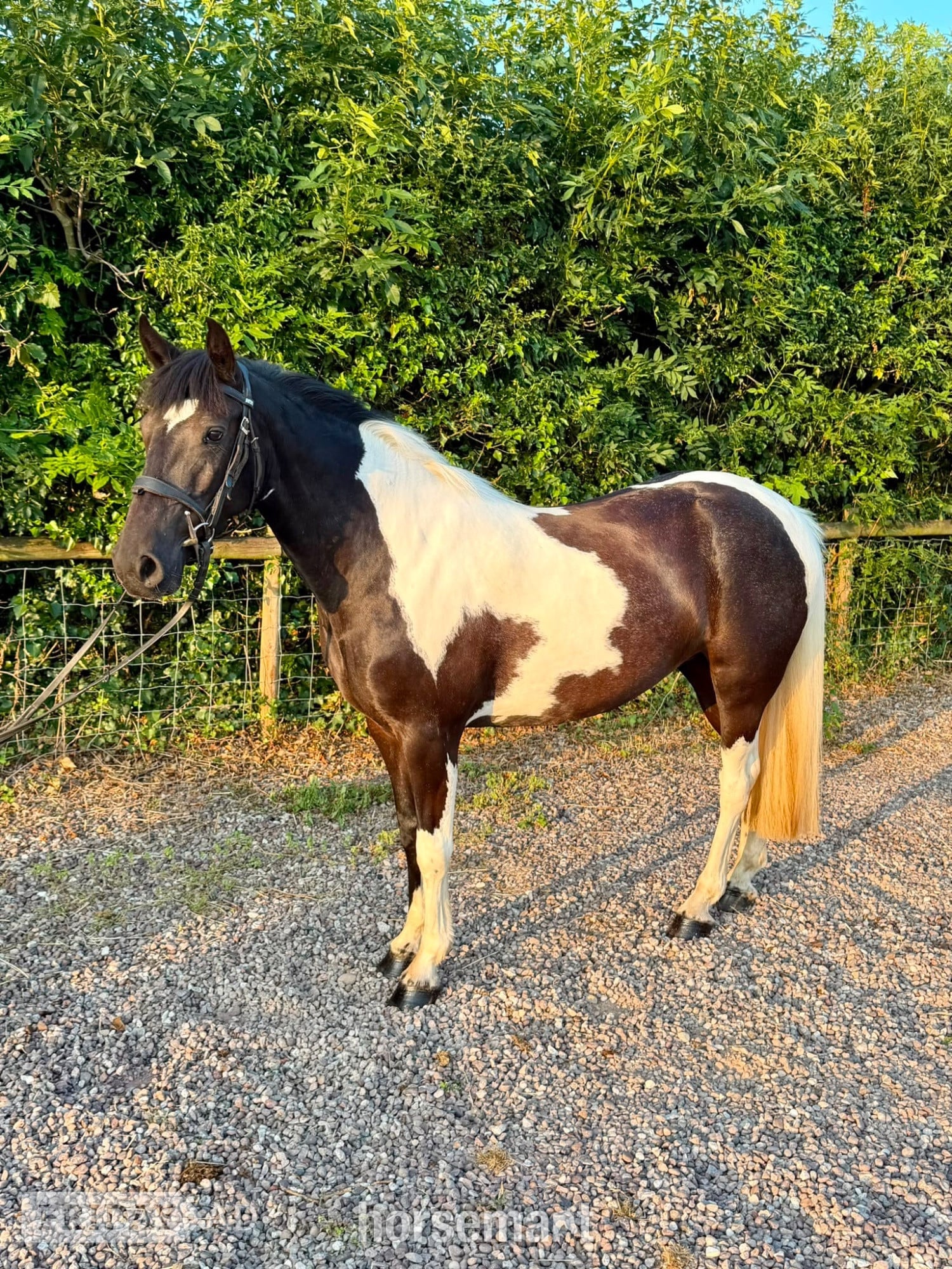 "Daisy" Tobiano Mare All Rounder