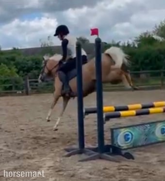 "Lottie" Palomino Mare Mountain & Moorland Pony
