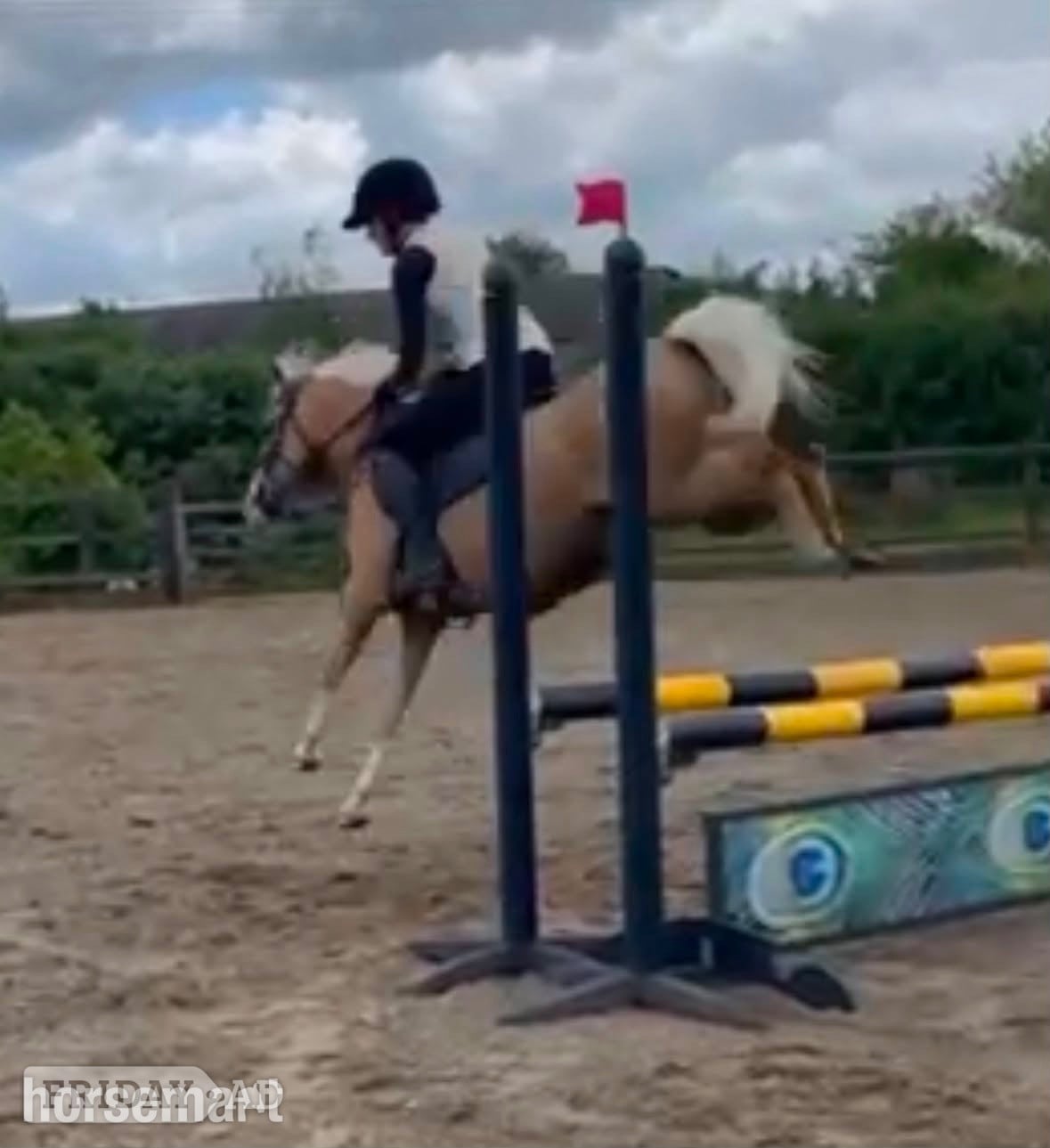 "Lottie" Palomino Mare Mountain & Moorland Pony in Chelmsford