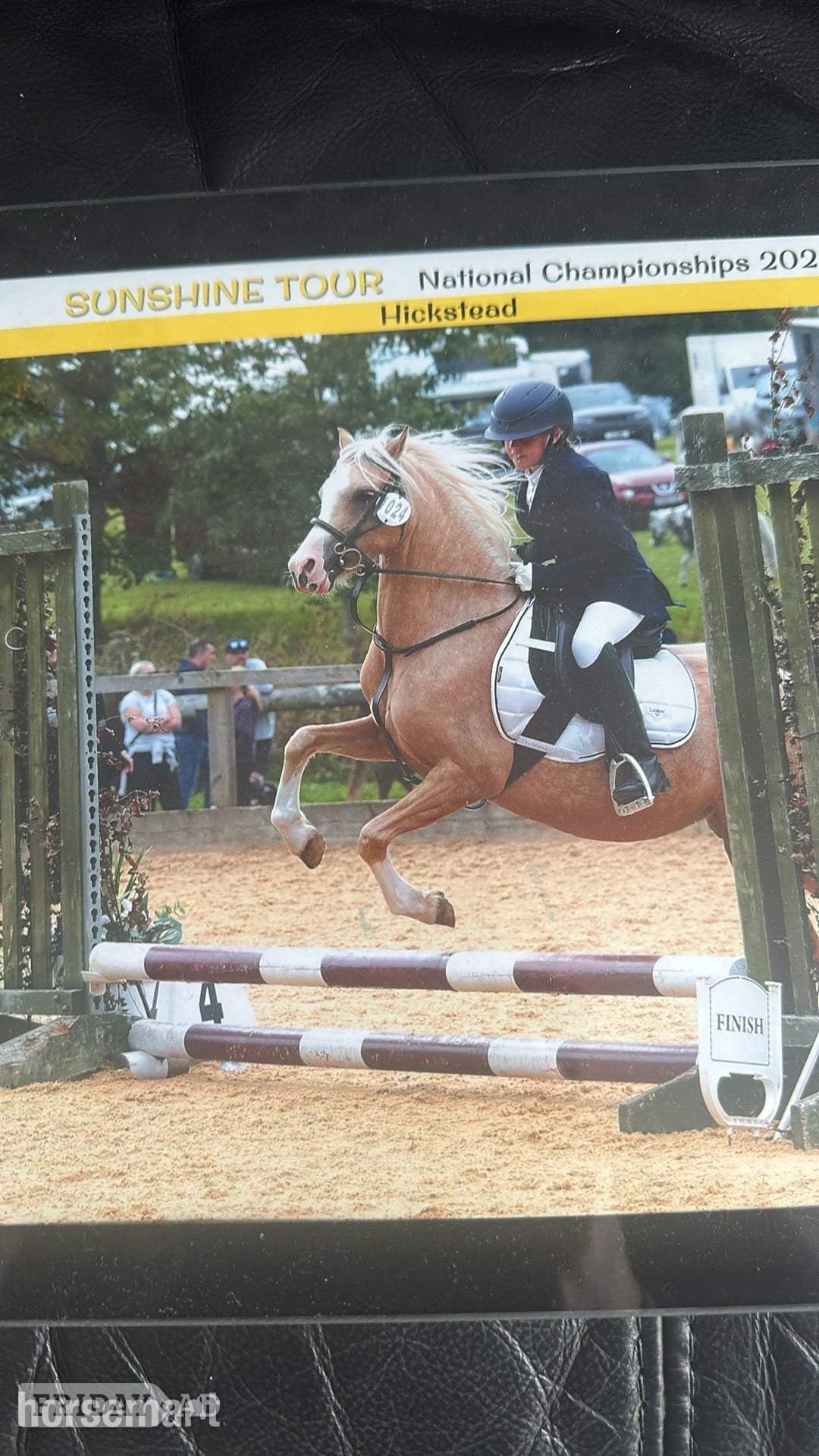 "Lottie" Palomino Mare Mountain & Moorland Pony