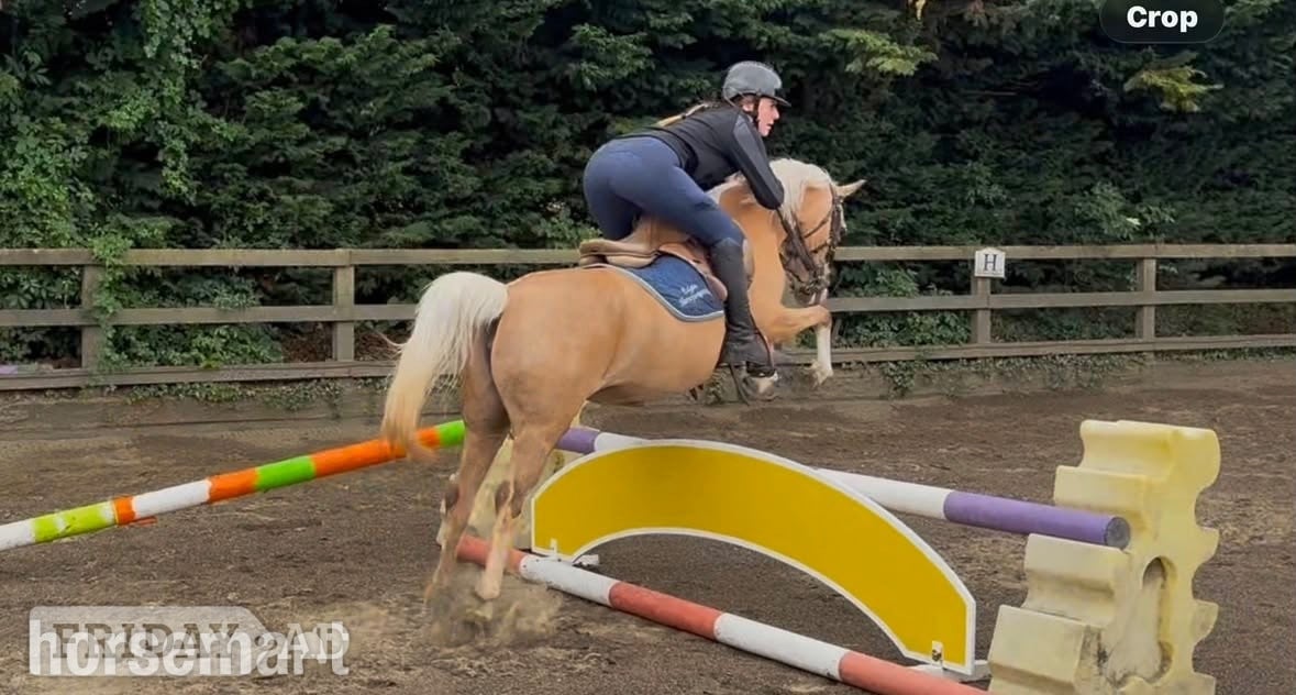 Chelmsford "Lottie" Palomino Mare Mountain & Moorland Pony
