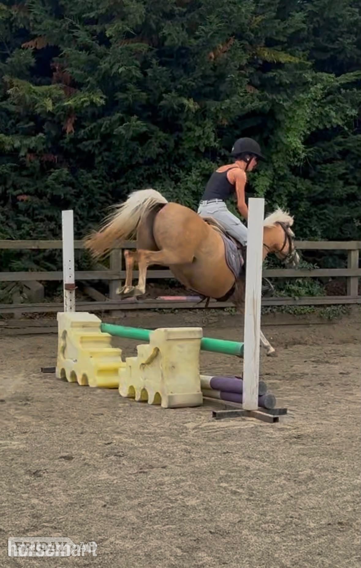 "Lottie" Palomino Mare Mountain & Moorland Pony - Horses