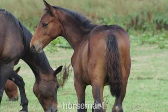 "Clara" Bay Filly Youngstock / Foal
