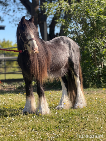"Baby "  Colt Cob/Heavy Horse