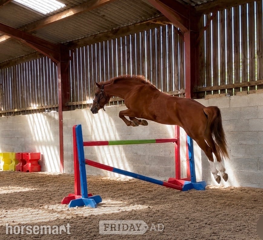 "Tango " Chestnut Gelding All Rounder in Scarborough