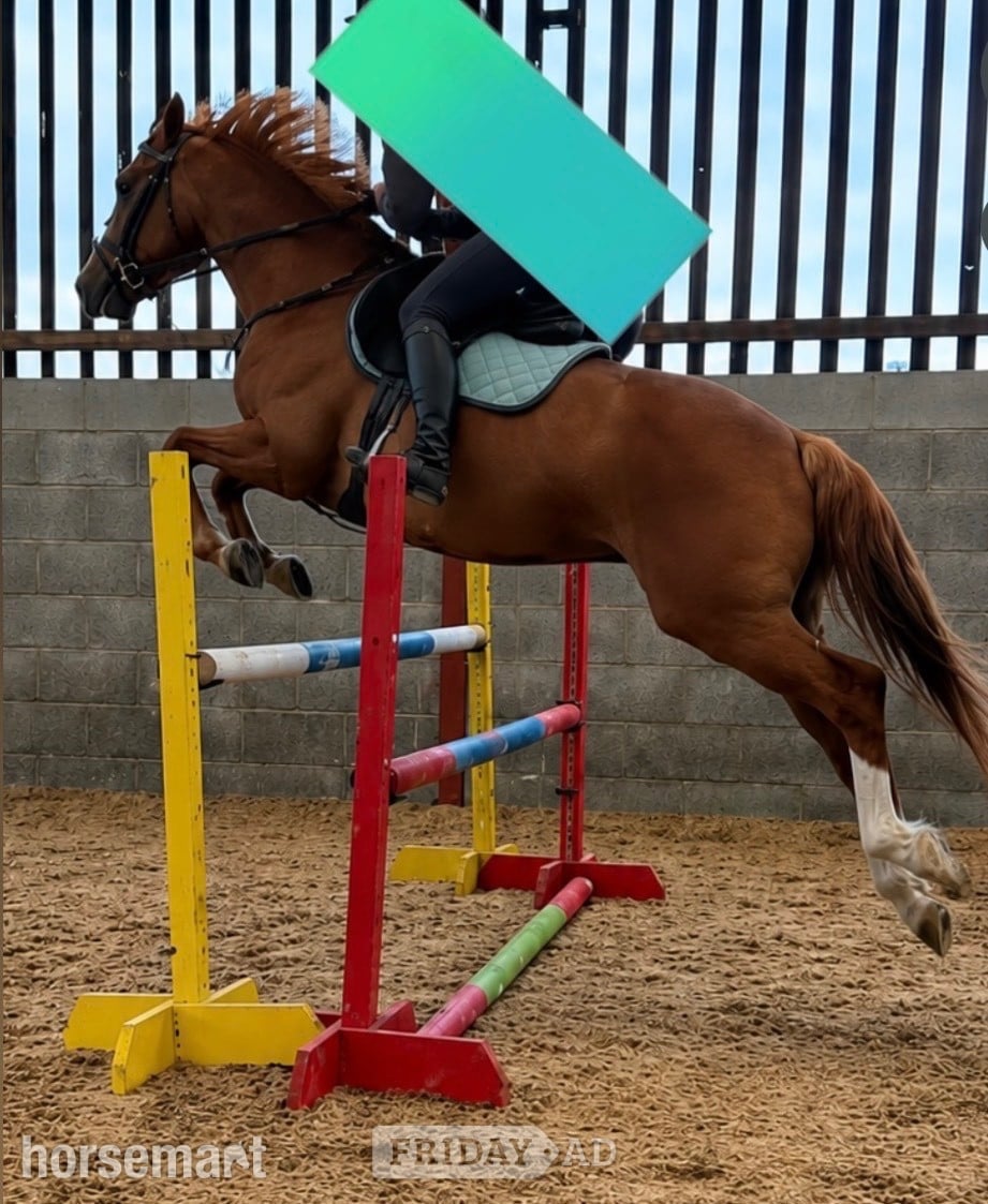 "Tango " Chestnut Gelding All Rounder