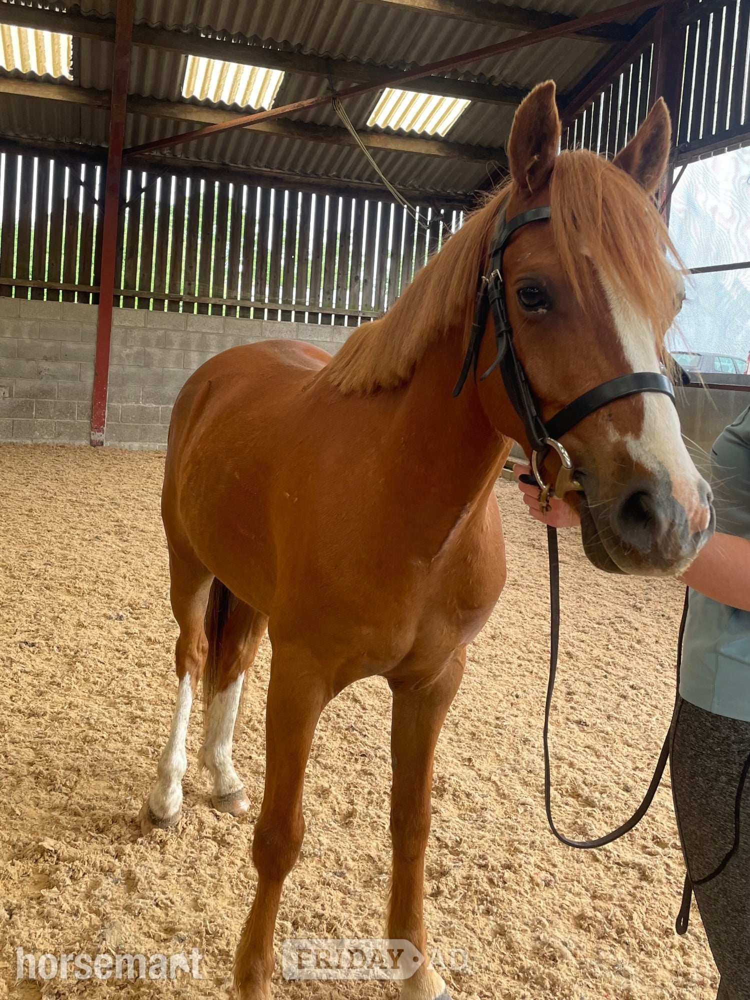Scarborough "Tango " Chestnut Gelding All Rounder