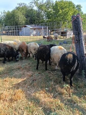 Awassi fat tail sheep for sale