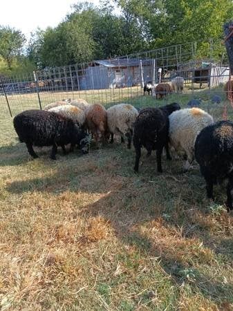 Abberley Awassi fat tail sheep for sale