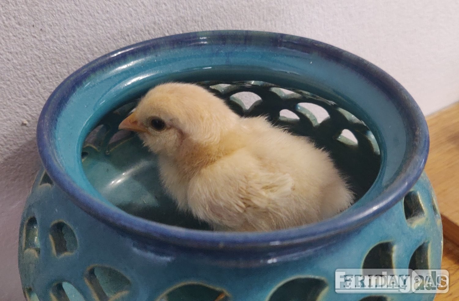 Newborn chicks for sale in London  in London