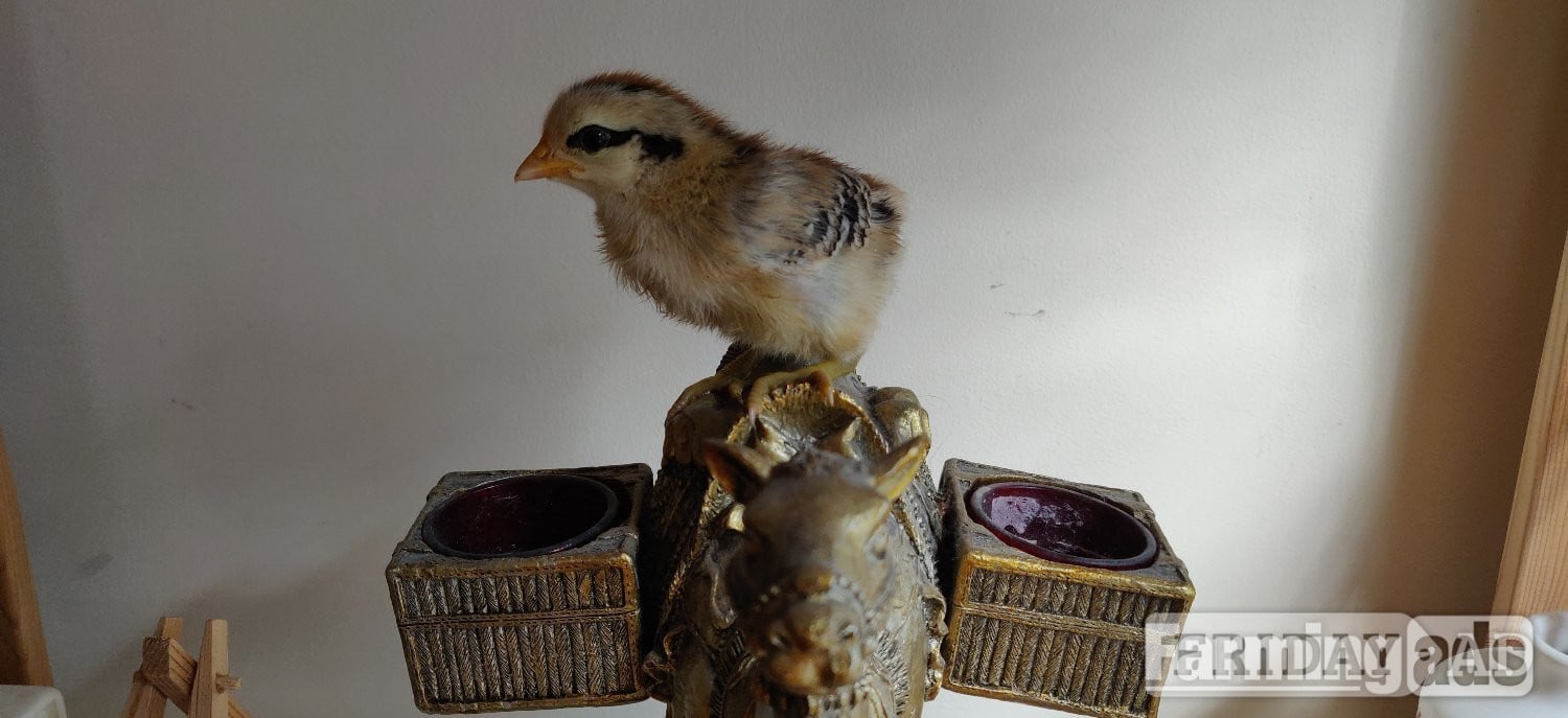 Newborn chicks for sale in London 