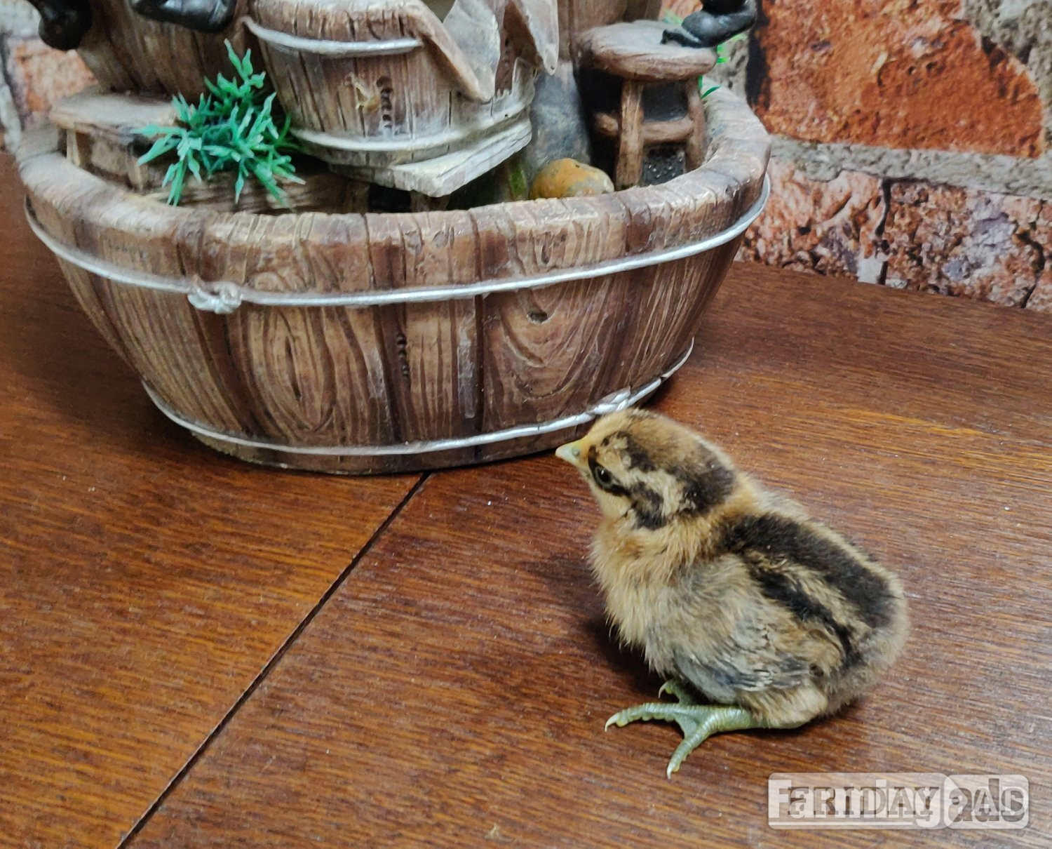 Newborn chicks for sale in London  - Poultry in London
