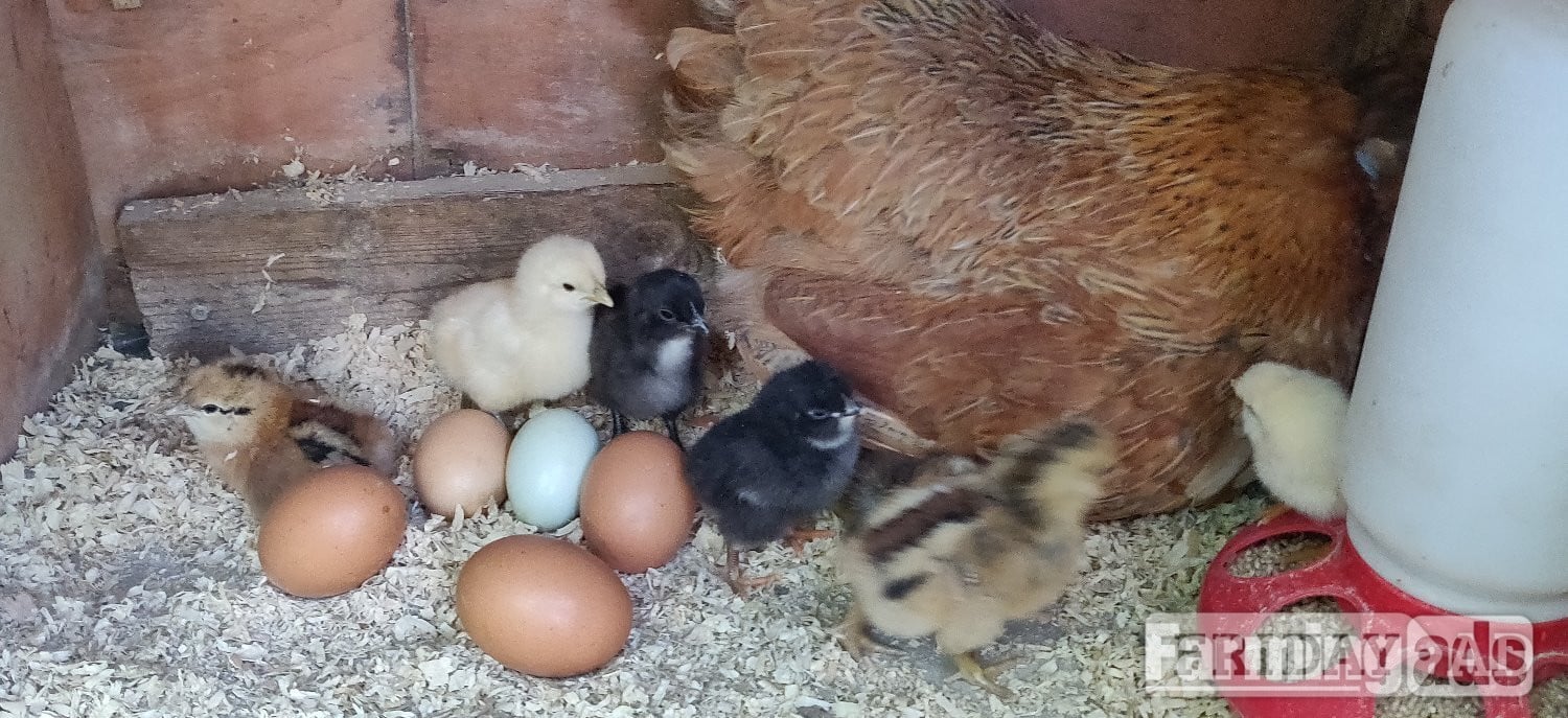 Newborn chicks for sale in London  - Poultry