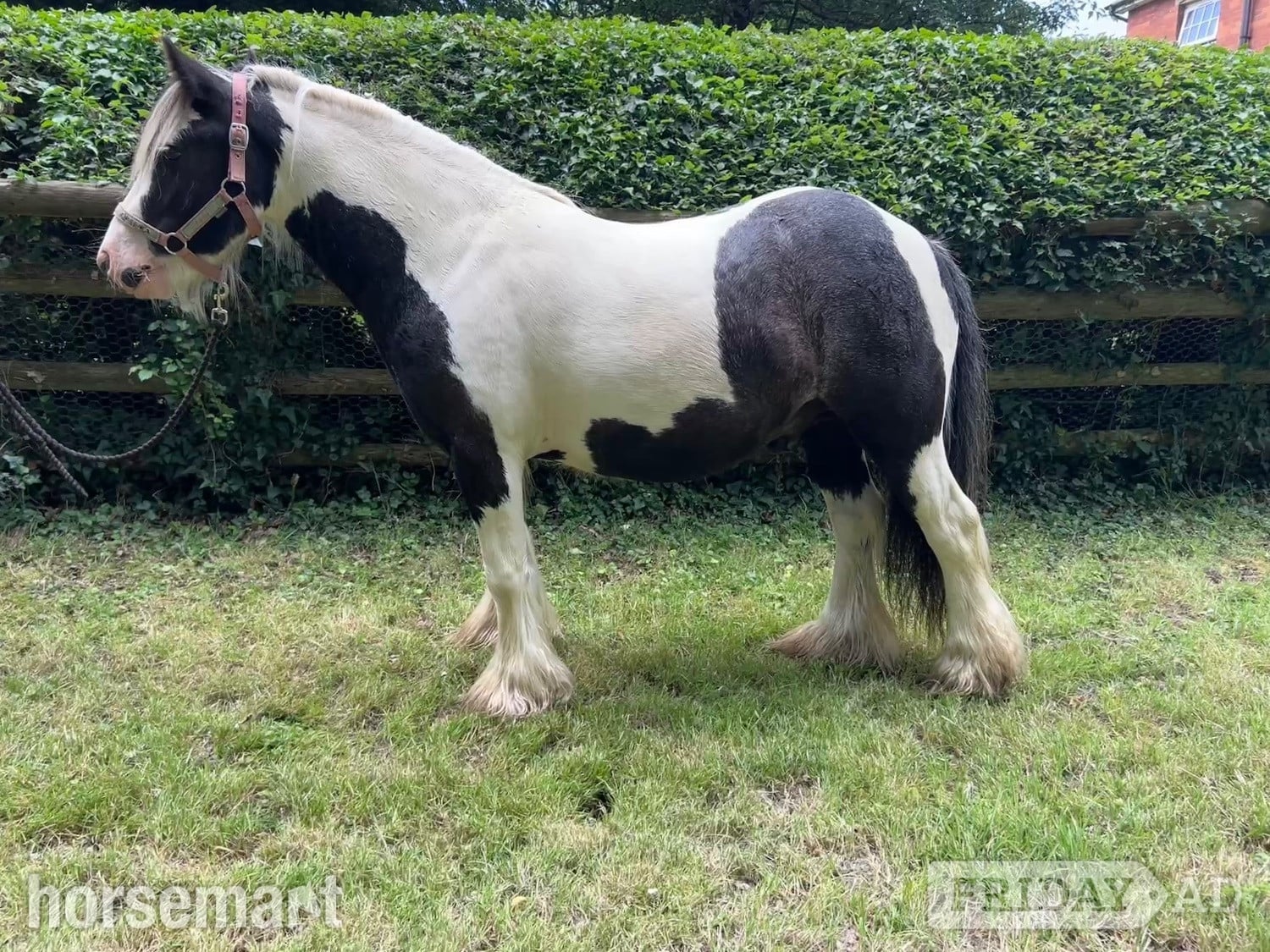 "Charlie Eye- Catching, Safe Mini Cob" Piebald Gelding Cob/Heavy Horse in Swindon