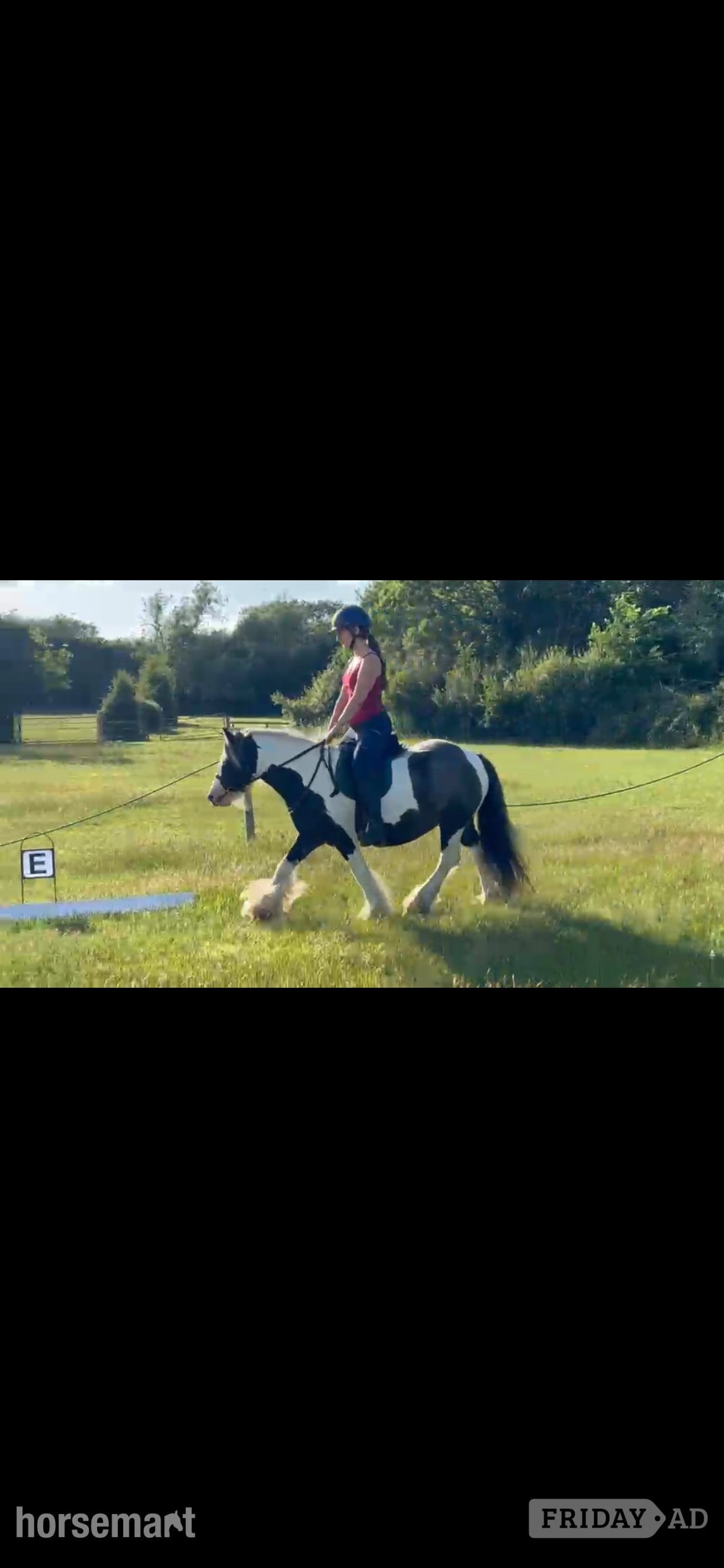 "Charlie Eye- Catching, Safe Mini Cob" Piebald Gelding Cob/Heavy Horse