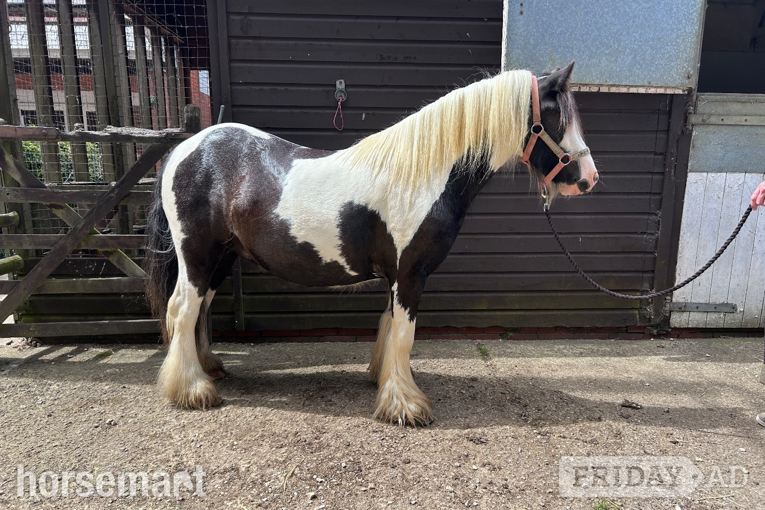 Swindon "Charlie Eye- Catching, Safe Mini Cob" Piebald Gelding Cob/Heavy Horse