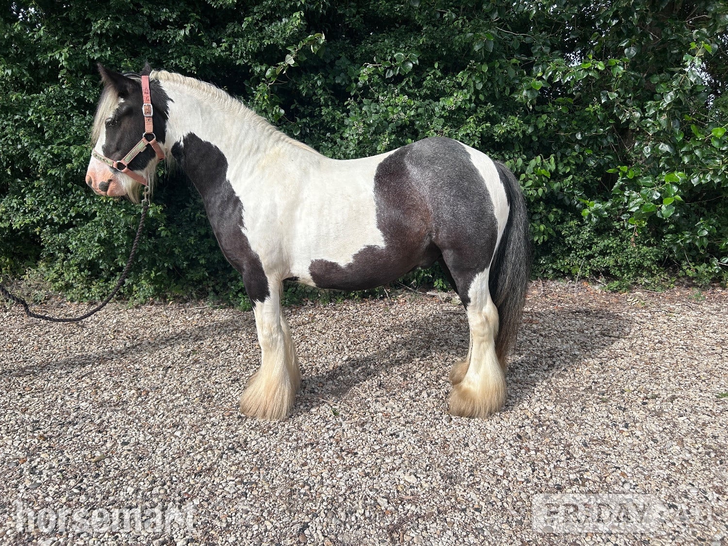 "Charlie Eye- Catching, Safe Mini Cob" Piebald Gelding Cob/Heavy Horse - Horses in Swindon