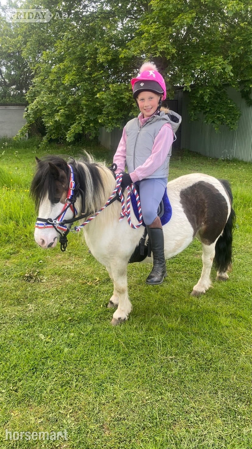 "Juliet " Skewbald Mare Lead Rein/First Ridden Pony in Ollerton