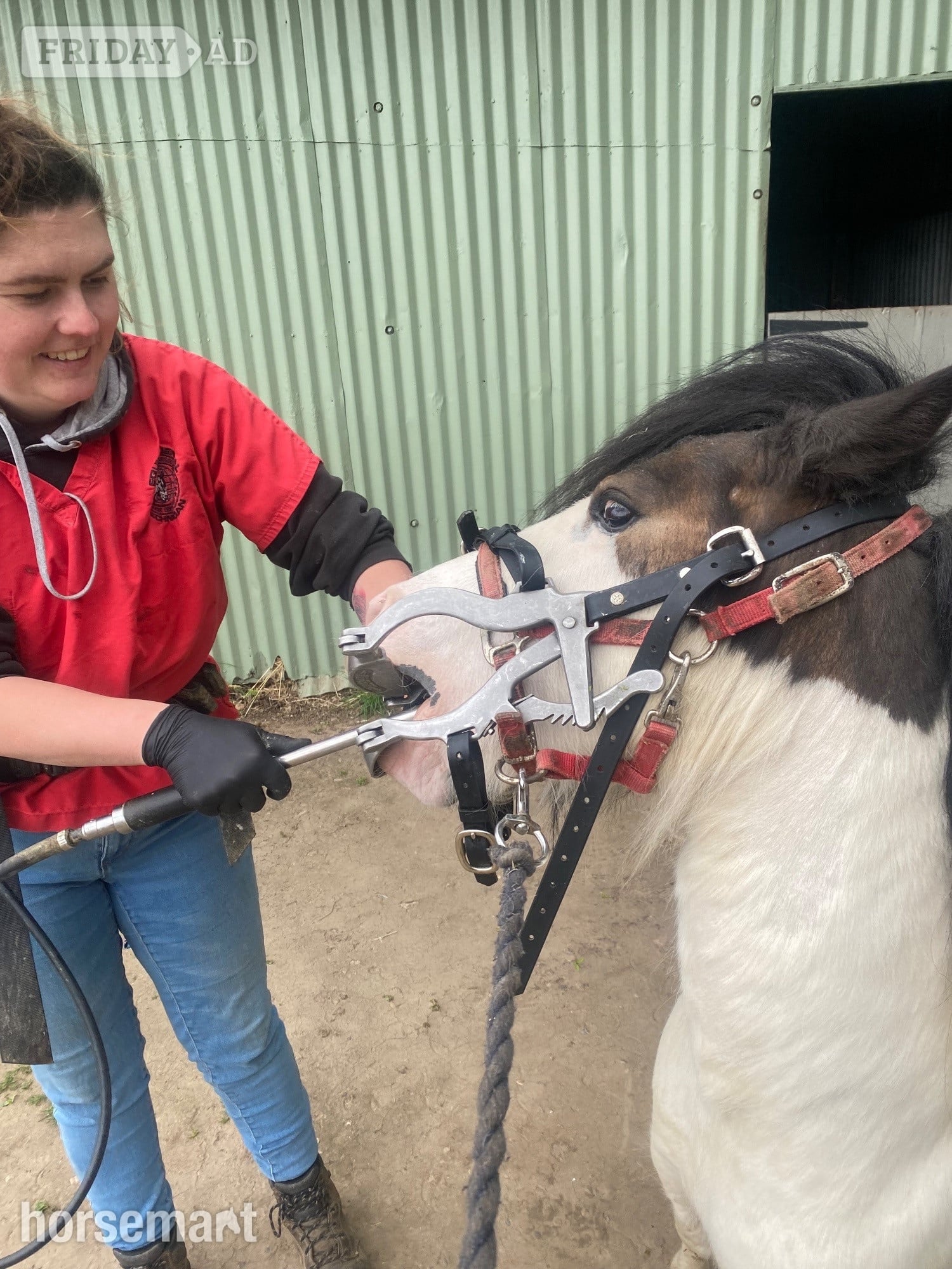 Ollerton "Juliet " Skewbald Mare Lead Rein/First Ridden Pony