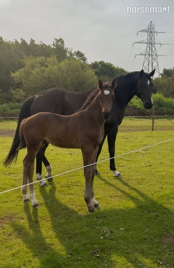 "Rebel Van’t Zwaanenheike" Dark Bay Colt Youngstock / Foal