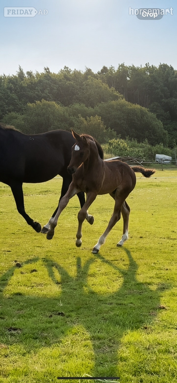 "Rebel Van’t Zwaanenheike" Dark Bay Colt Youngstock / Foal - Horses in Falkirk