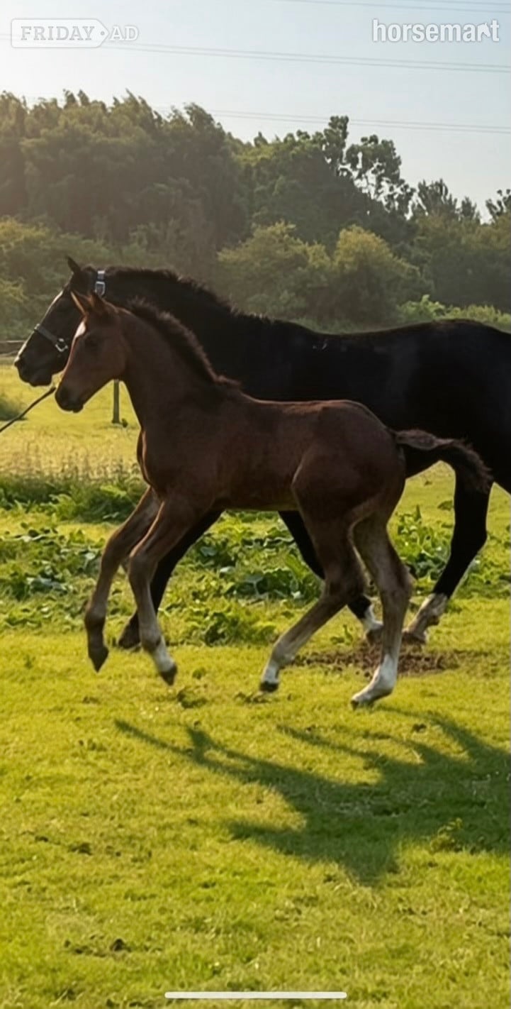 "Rebel Van’t Zwaanenheike" Dark Bay Colt Youngstock / Foal