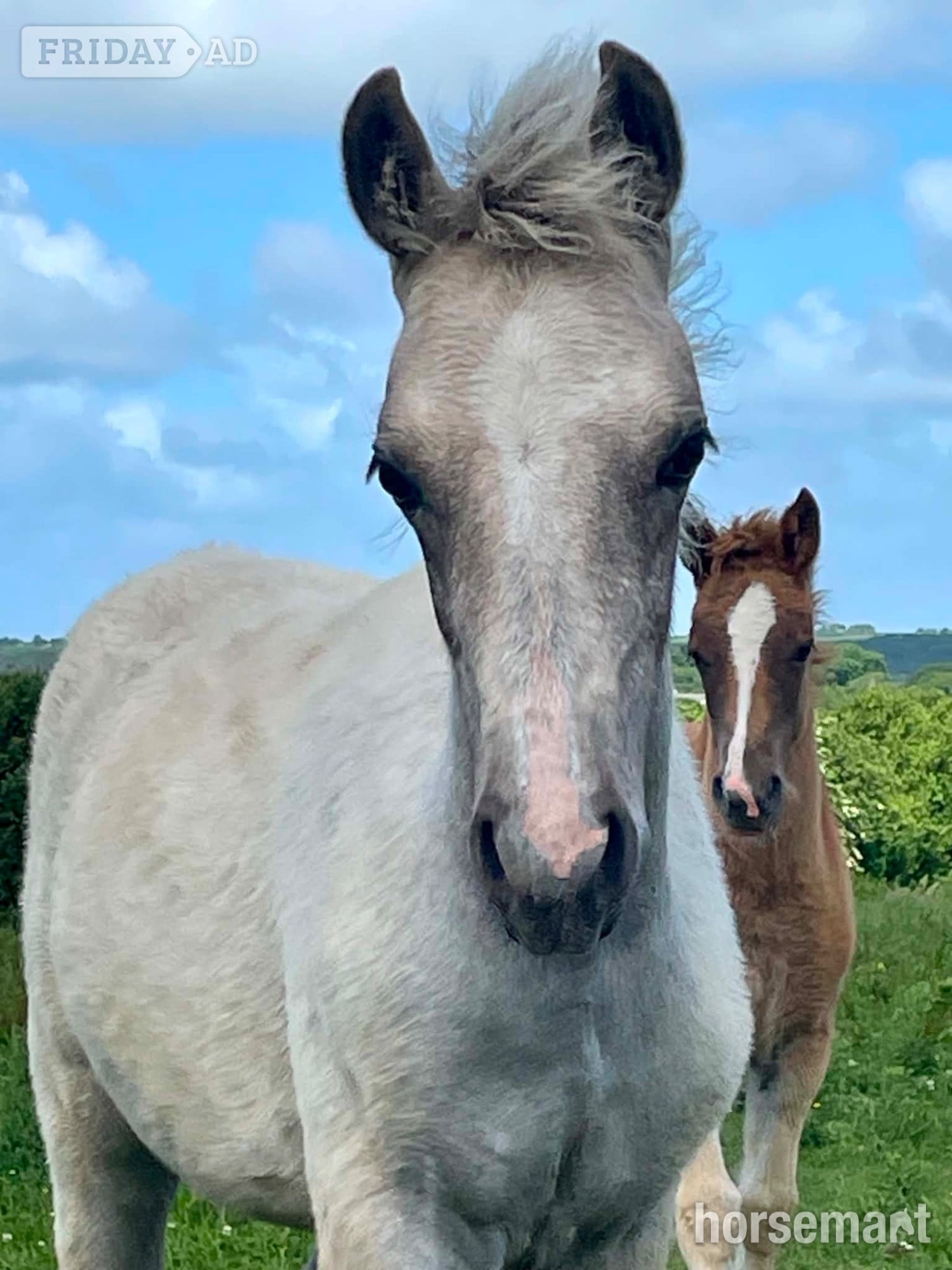 "Bartonhill Speed Of Life" Grey Filly Youngstock / Foal