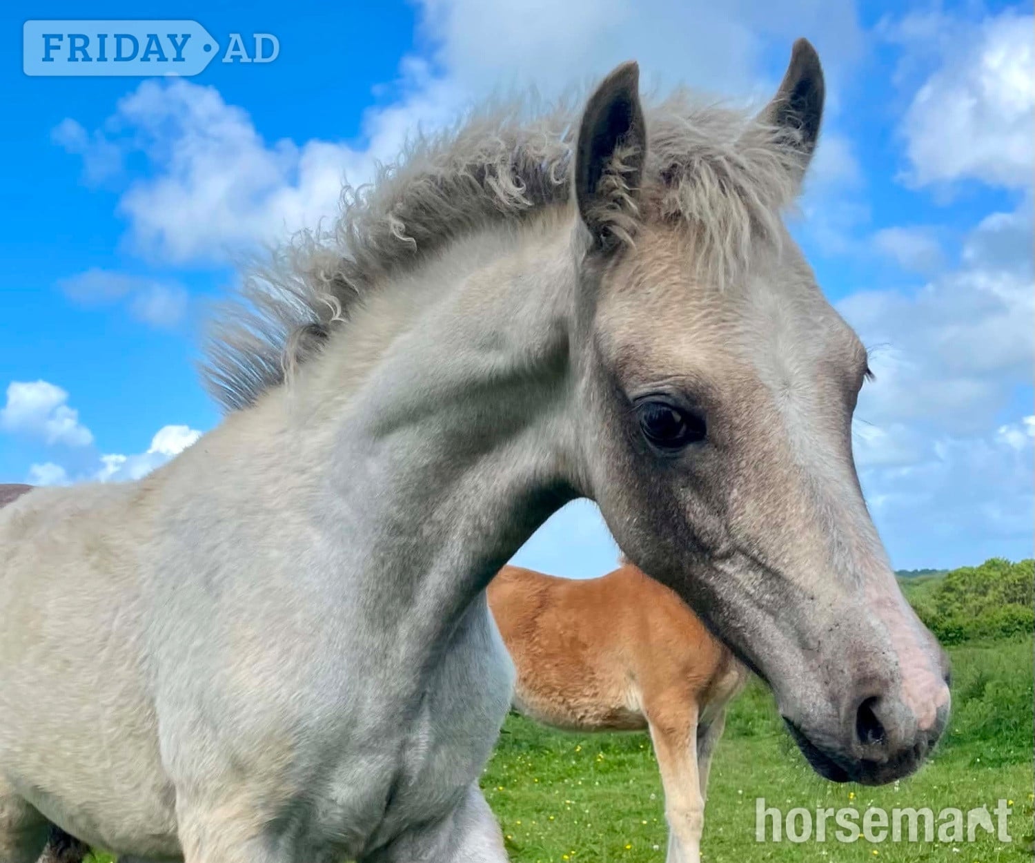 Bude "Bartonhill Speed Of Life" Grey Filly Youngstock / Foal