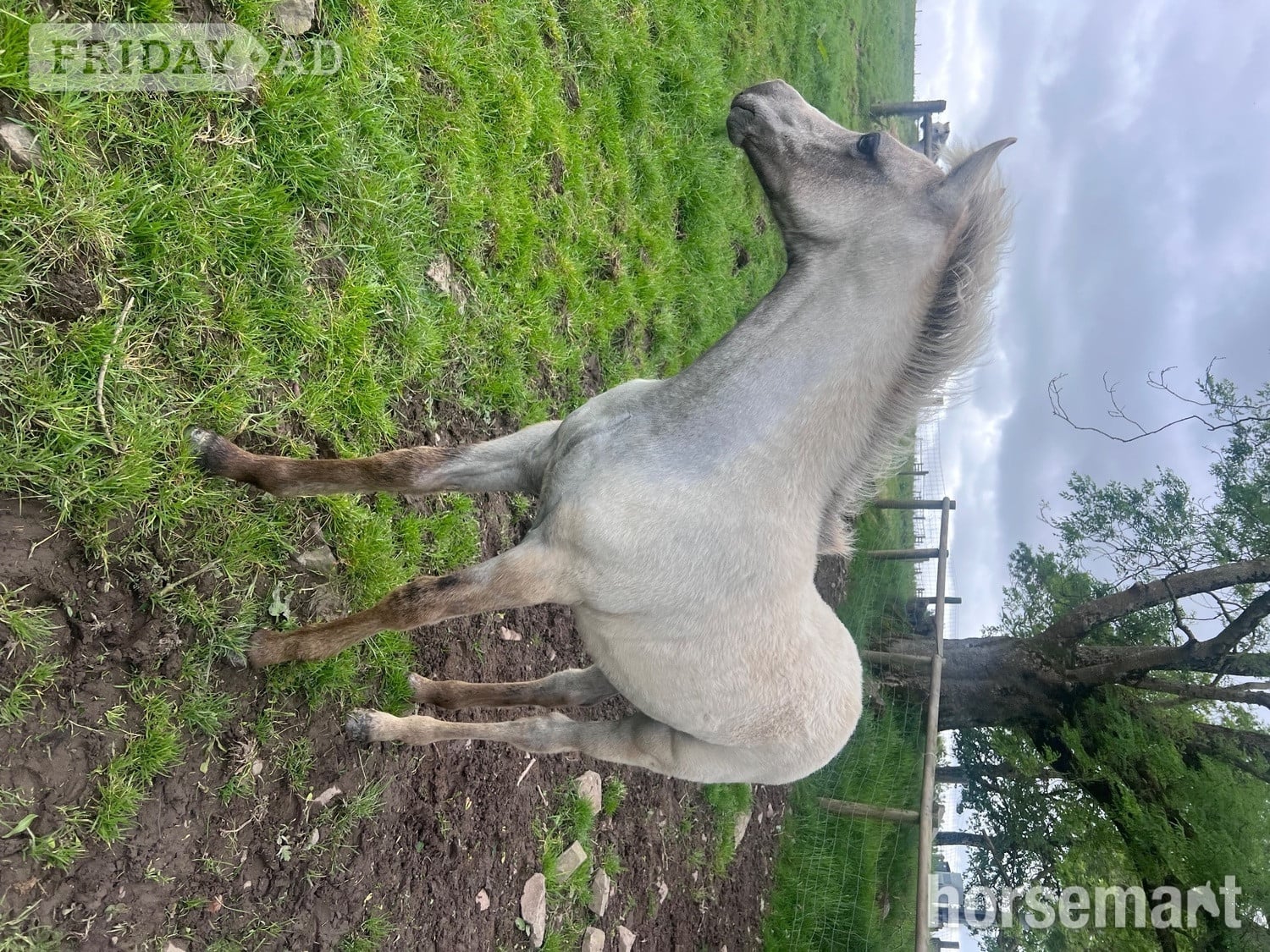 "Bartonhill Speed Of Life" Grey Filly Youngstock / Foal -  in Bude