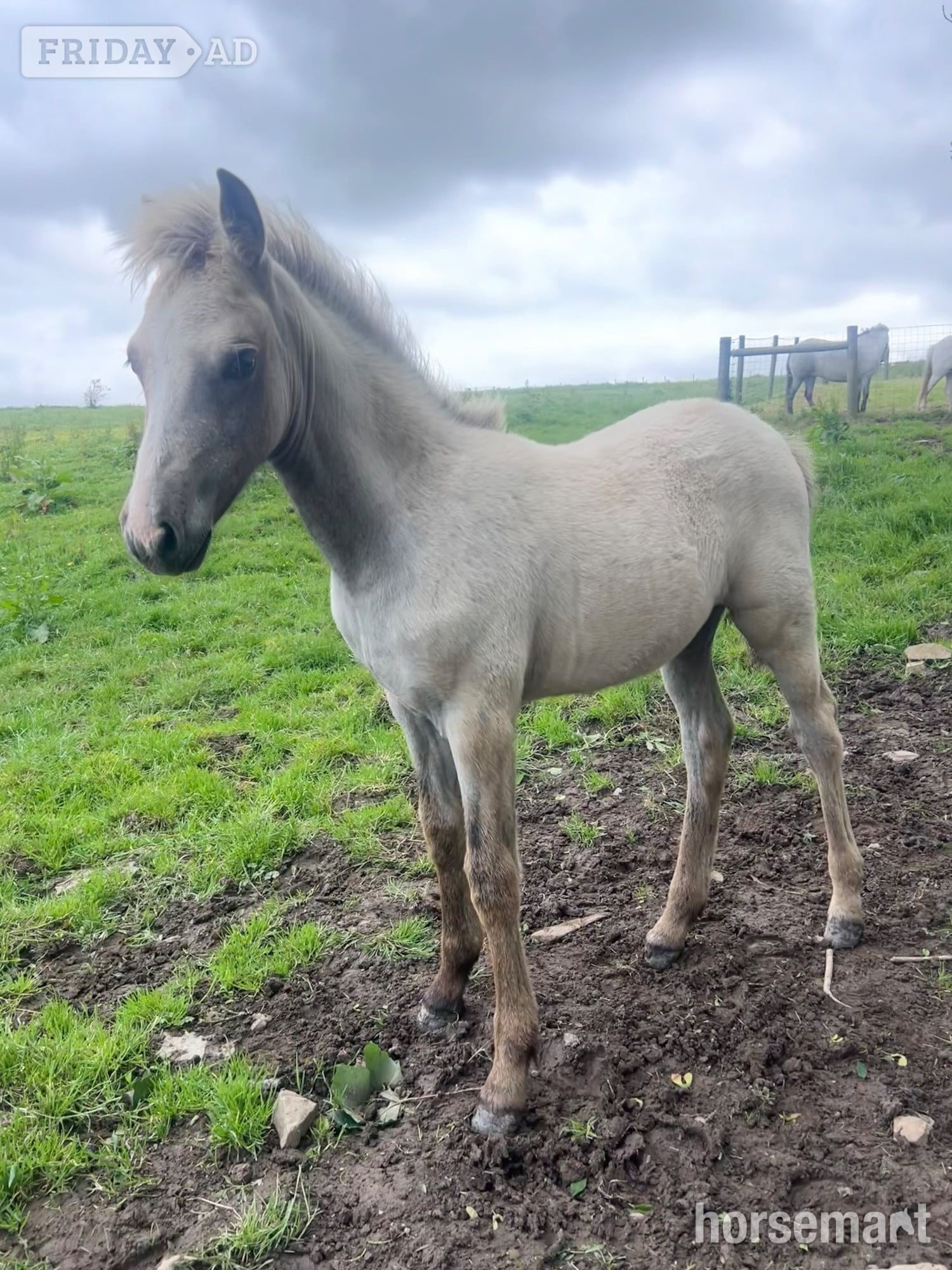 "Bartonhill Speed Of Life" Grey Filly Youngstock / Foal - 