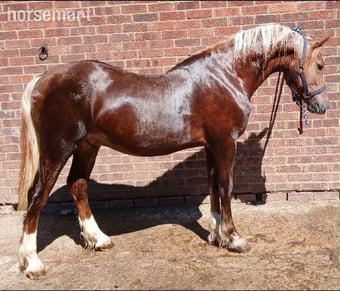 "Fronarth Flying Red" Chestnut Colt Cob/Heavy Horse