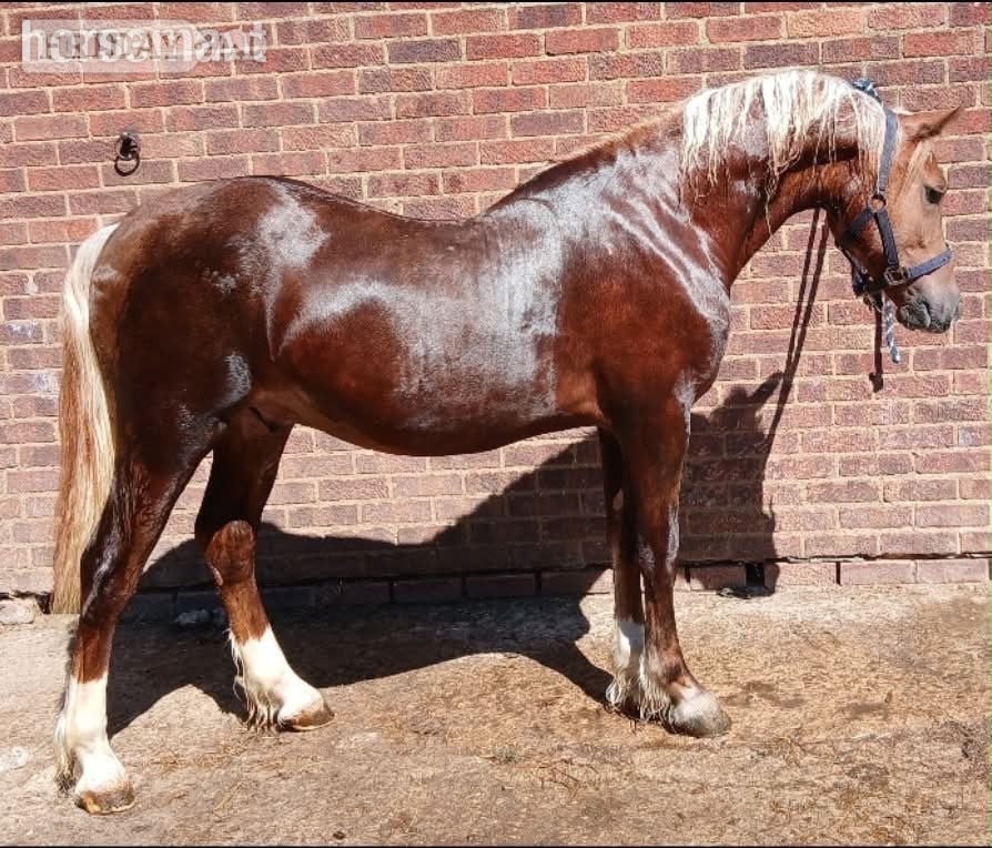 "Fronarth Flying Red" Chestnut Colt Cob/Heavy Horse in Chelmsford