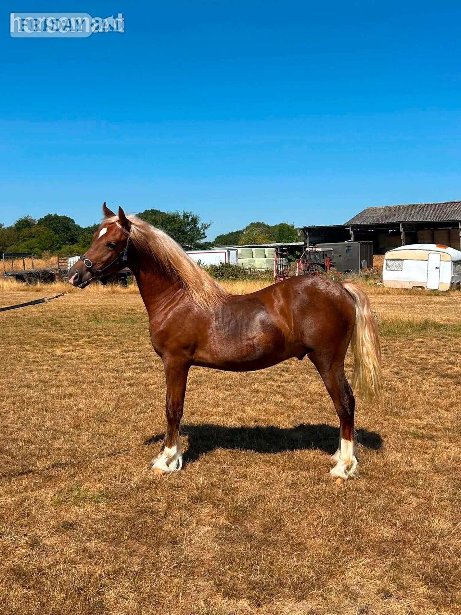 "Fronarth Flying Red" Chestnut Colt Cob/Heavy Horse