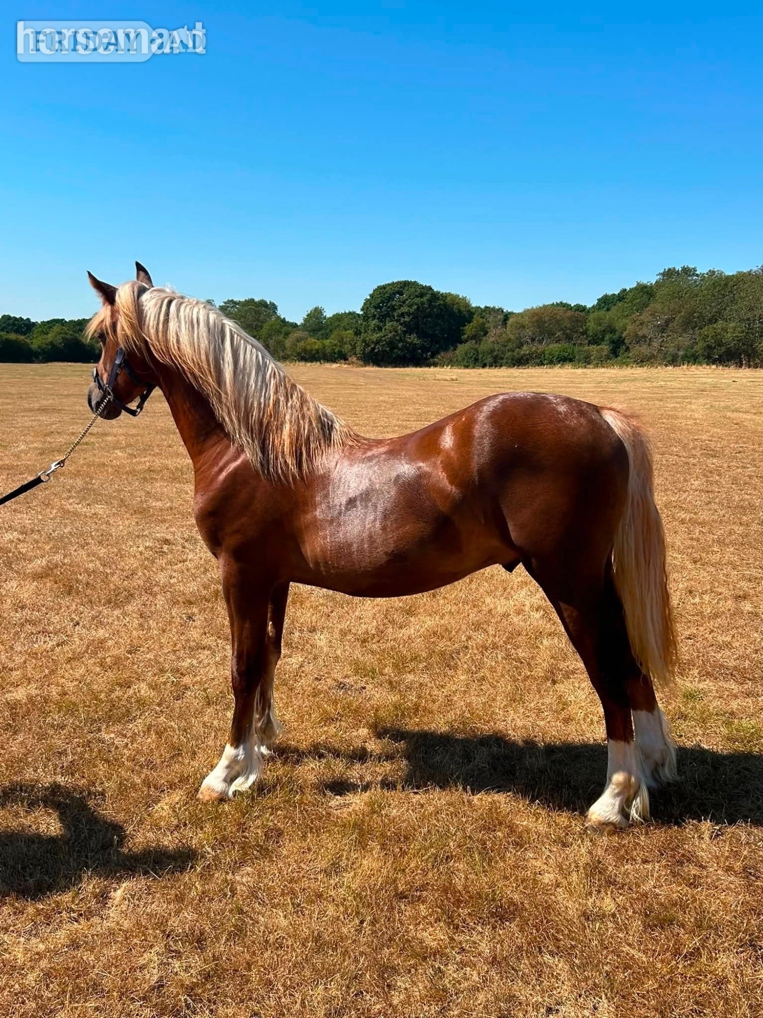 Chelmsford "Fronarth Flying Red" Chestnut Colt Cob/Heavy Horse