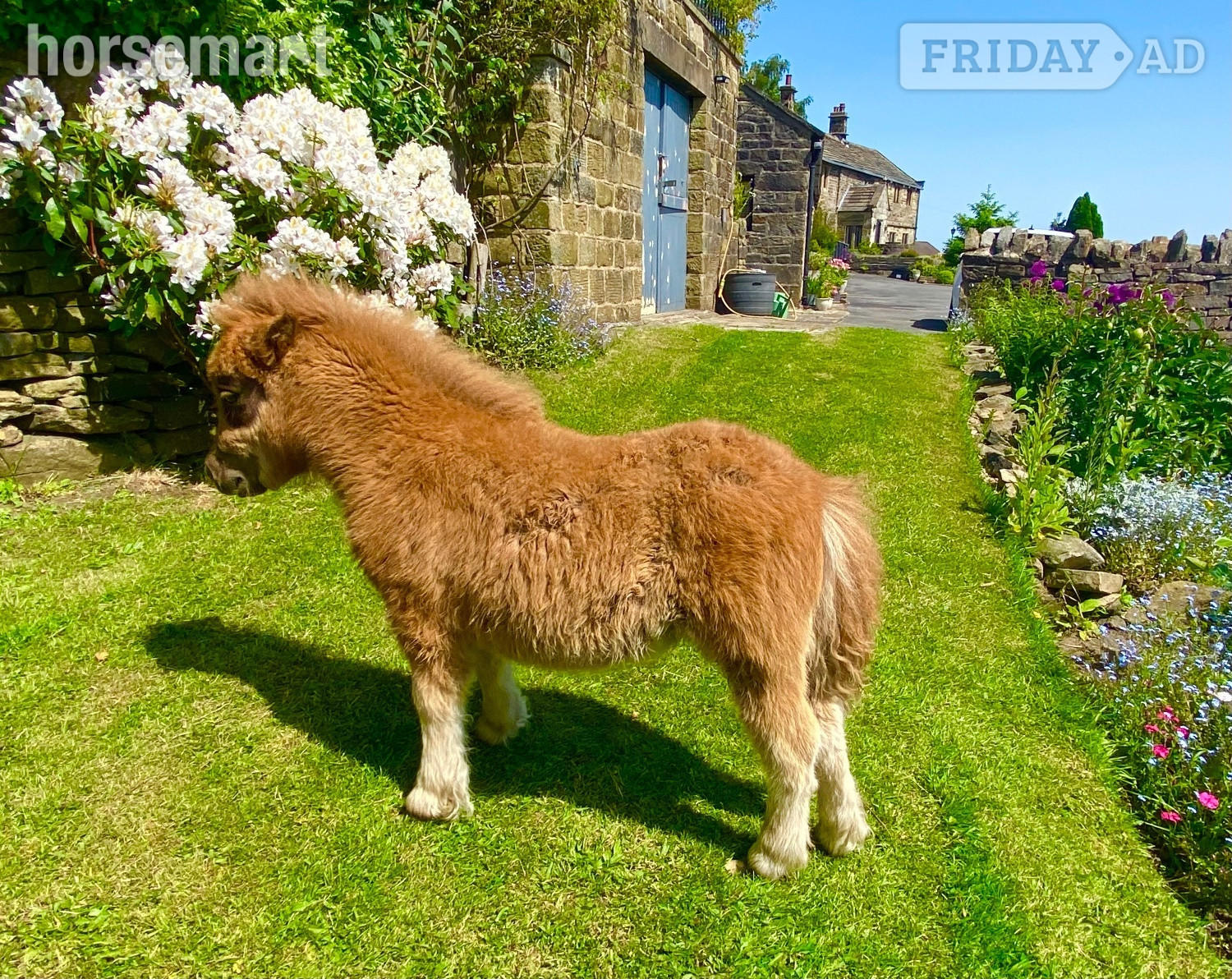 "Poppy" Chestnut Filly Miniature Horse in Ripponden