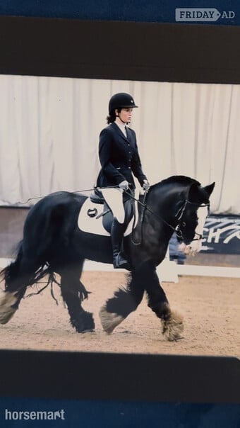 "Viking" Black Gelding All Rounder